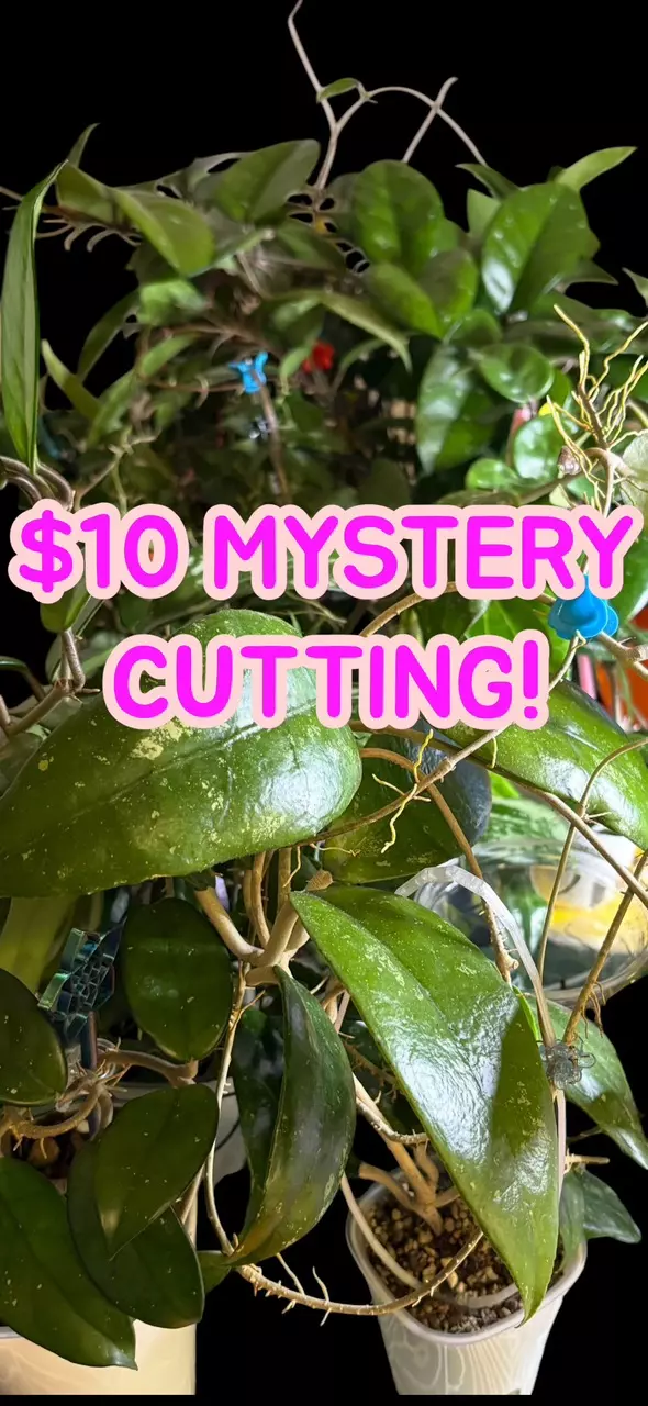 ⁉️🕵🏽‍♀️Mystery cutting! Minimum $15 value!⁉️ thumbnail