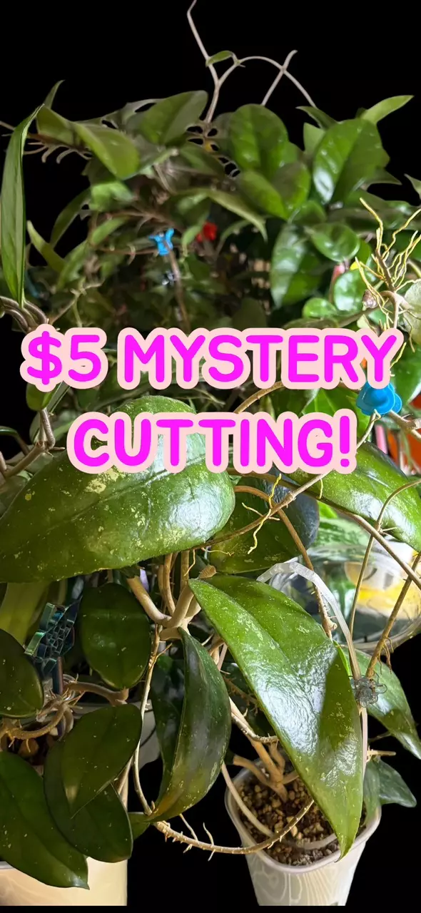 ⁉️Mystery cutting! Minimum $10 value!⁉️ thumbnail