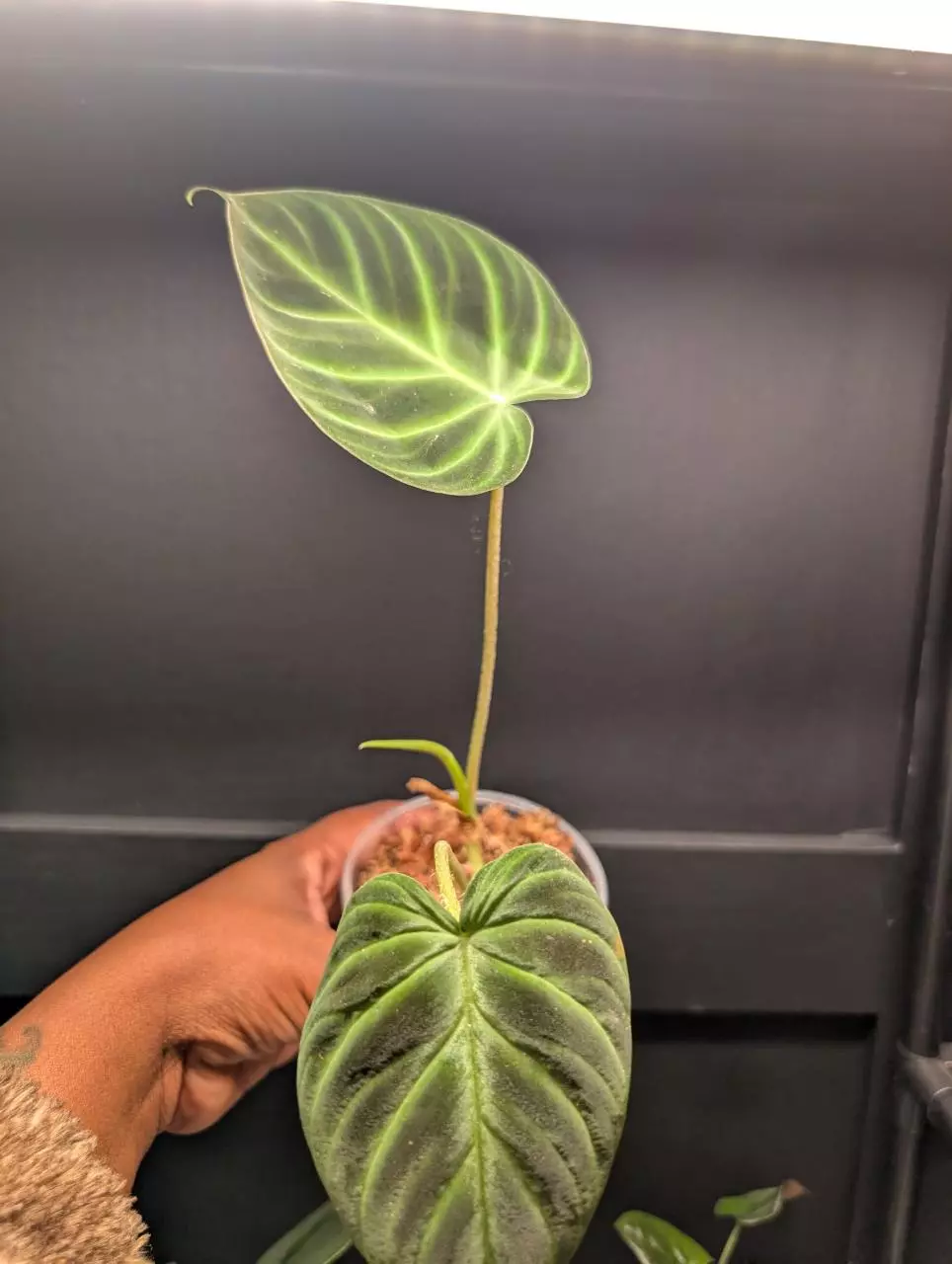 Philodendron Verrucosum ‘Esmeraldas’ thumbnail