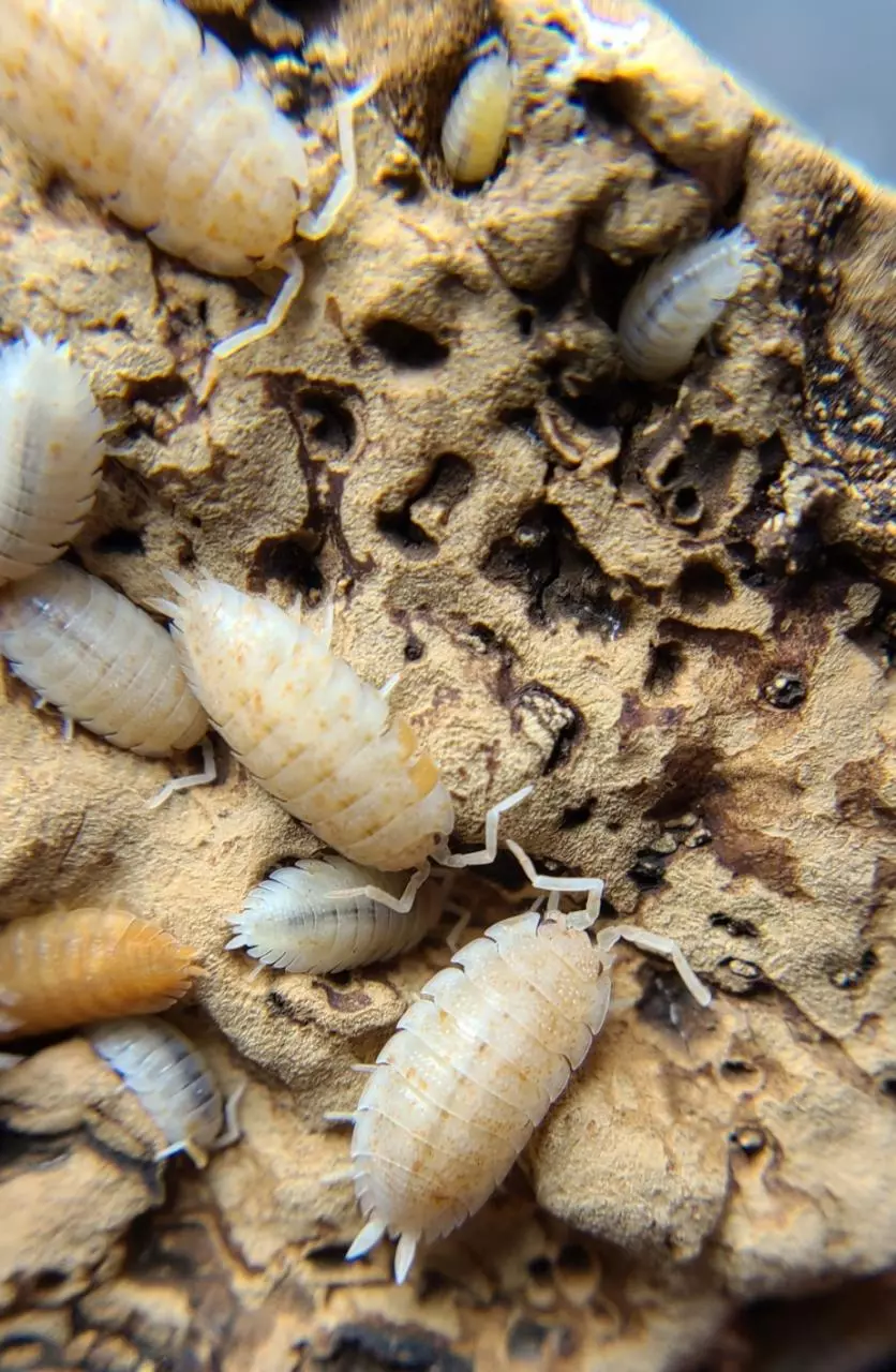 Porcellio scaber "Orange Dalmation" 12ct isopods thumbnail
