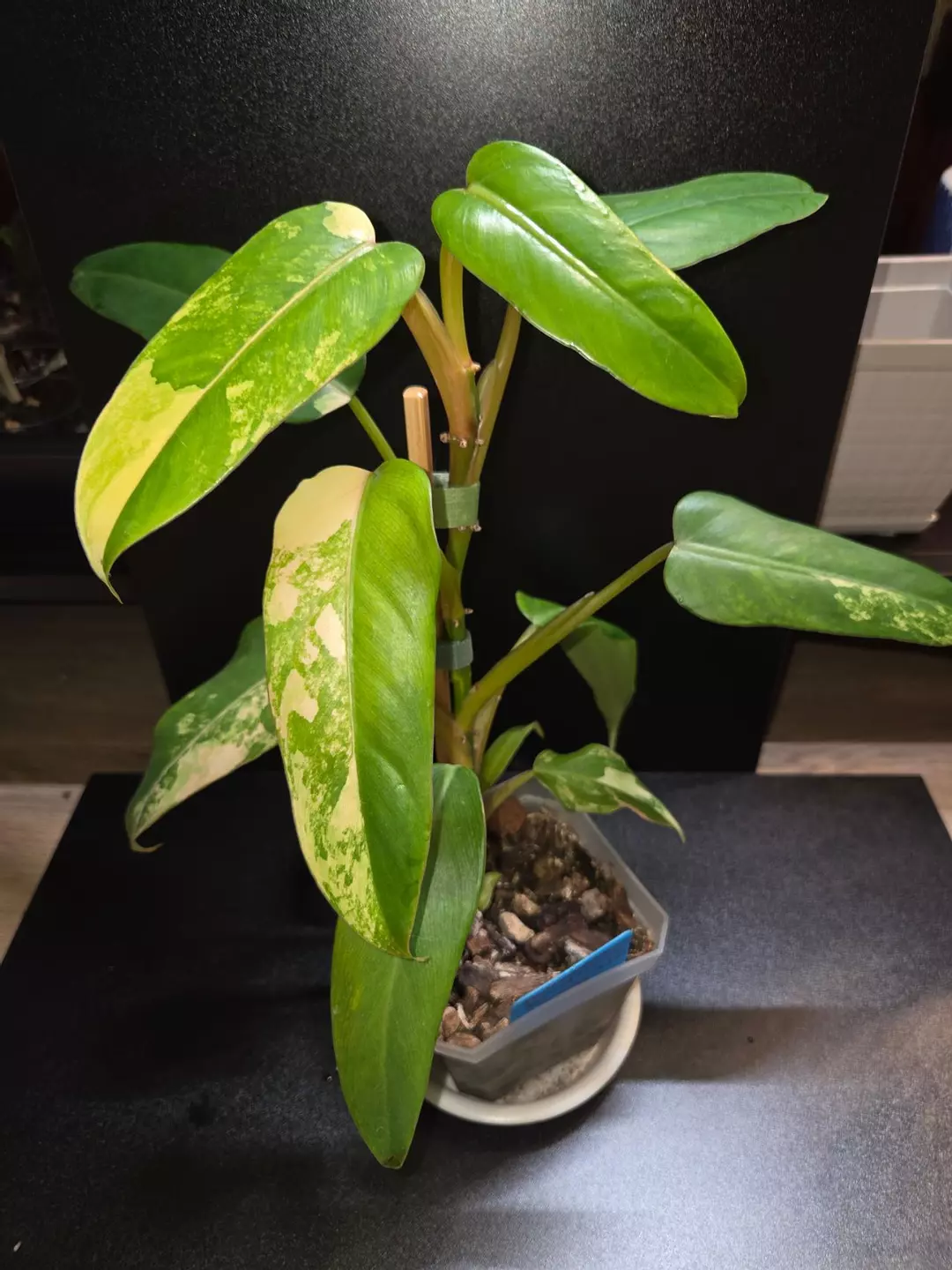 Domesticum Variegated thumbnail