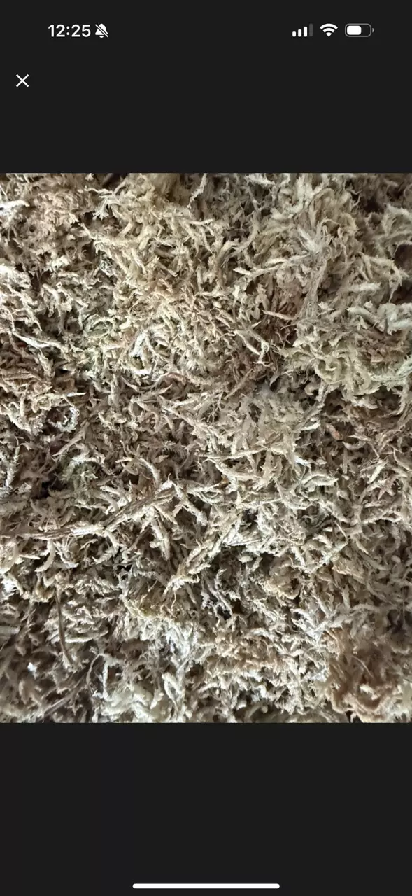 1 quart sphagnum moss thumbnail