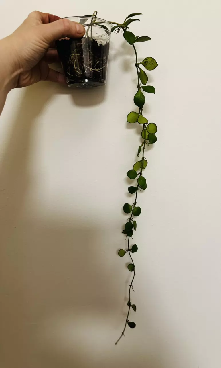 Hoya Carmelae thumbnail