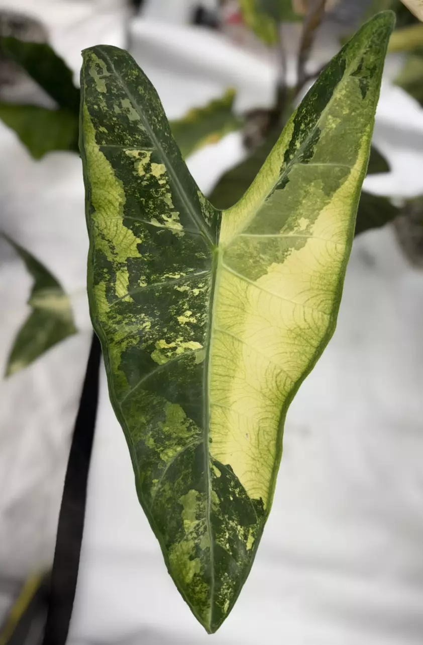 Longiloba Albo Corm (Growers Choice) thumbnail