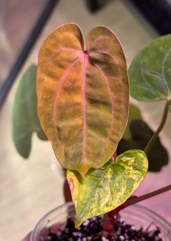 variegated anthurium RL (from JV) x papi green velvet thumbnail