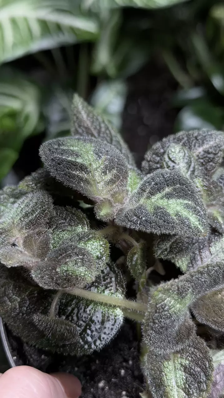 Episcia flame violet thumbnail