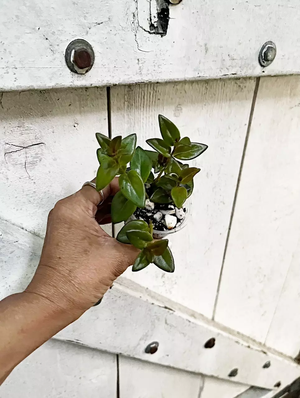 🎋Goldfish Plant *newly rooted *. *gc thumbnail