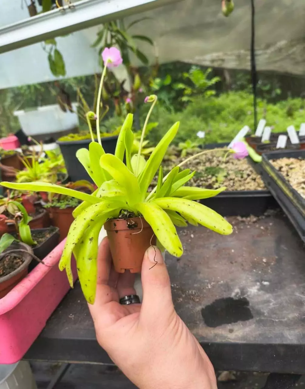 LG Gigantea x moctezume thumbnail