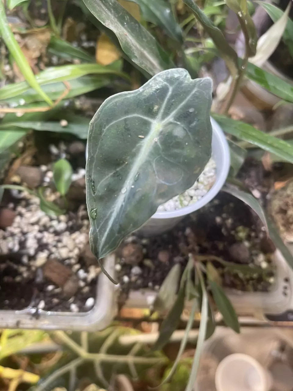Alocasia Venom Pup (Mother plant in the video) thumbnail