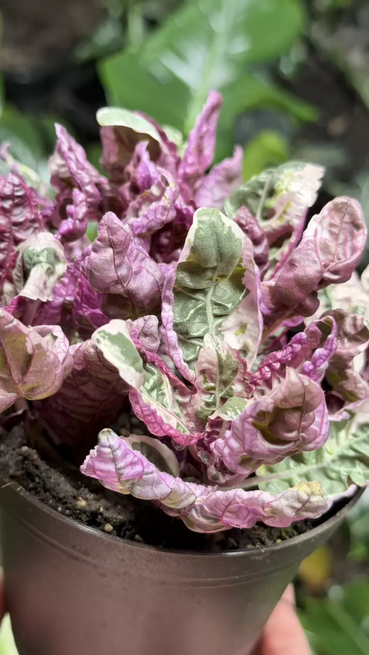 variegated purple waffle plant, 'Snow White' thumbnail