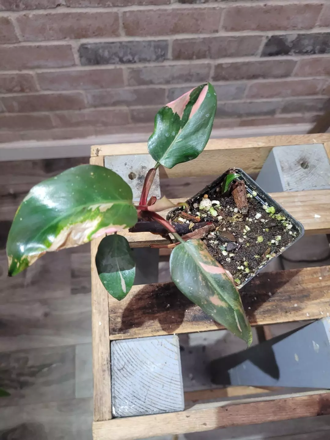 Philodendron pink princess starter plants thumbnail