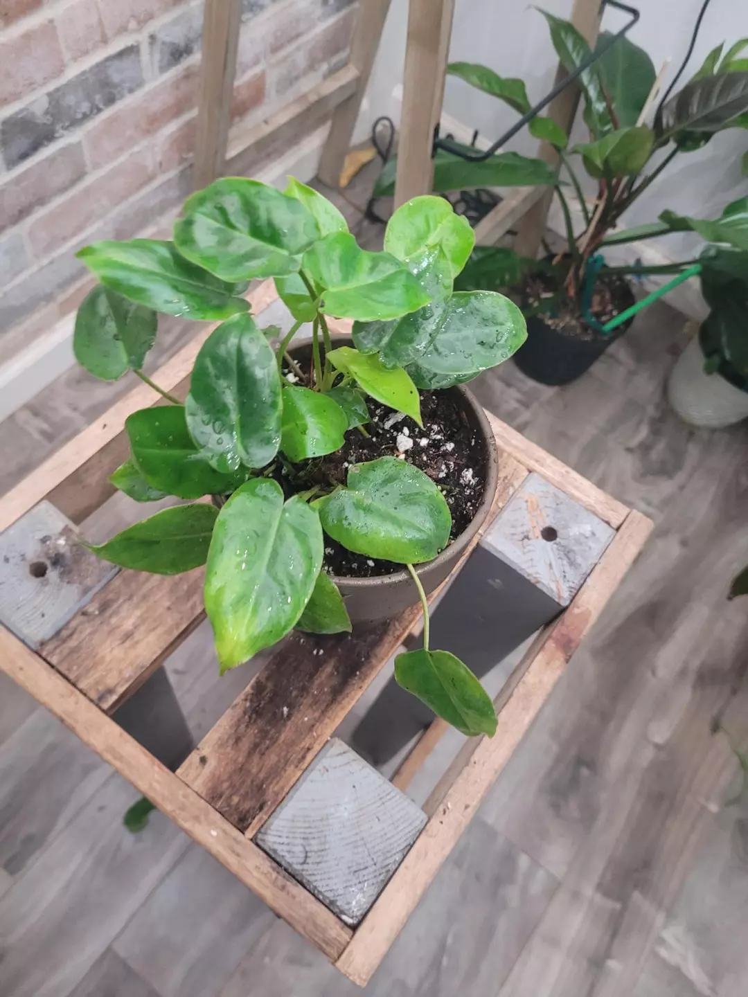 Philodendron burl max healthy plant lush thumbnail