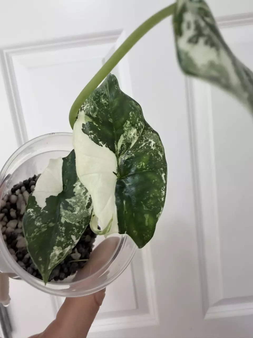 Alocasia Simpo albo thumbnail