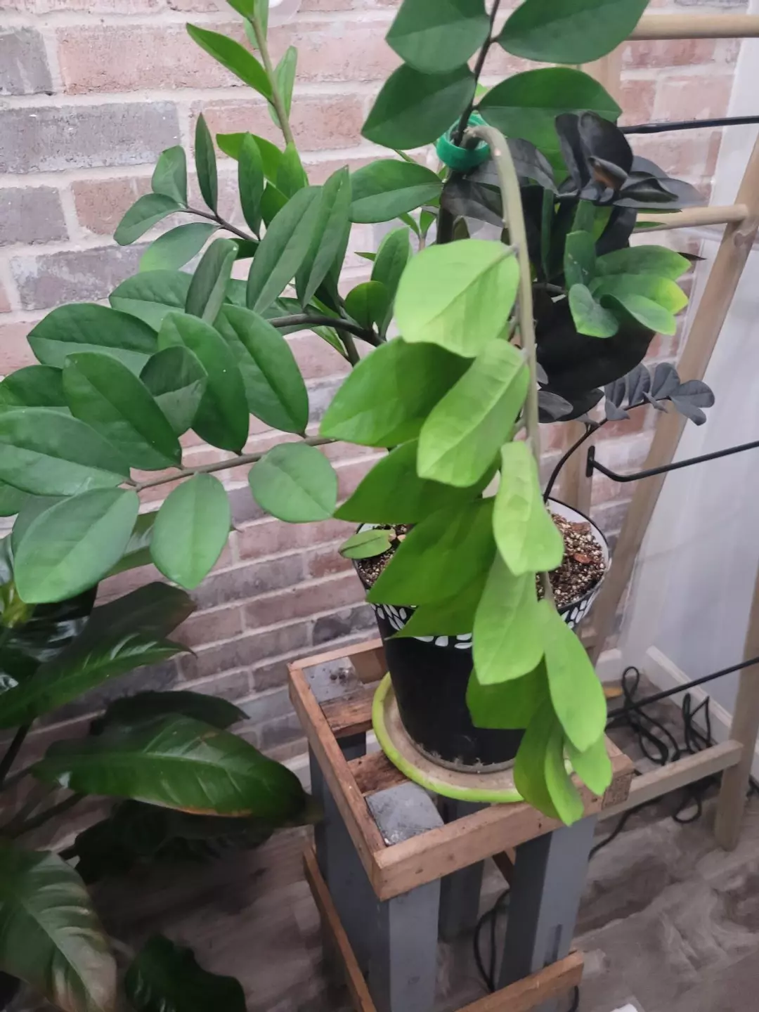 ZZ raven with green new shoots plant thumbnail