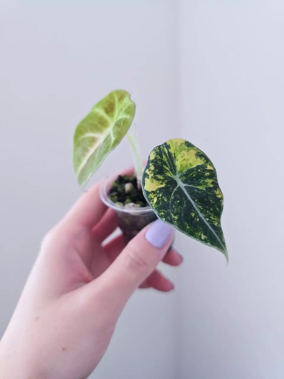 Alocasia black velvet aurea thumbnail