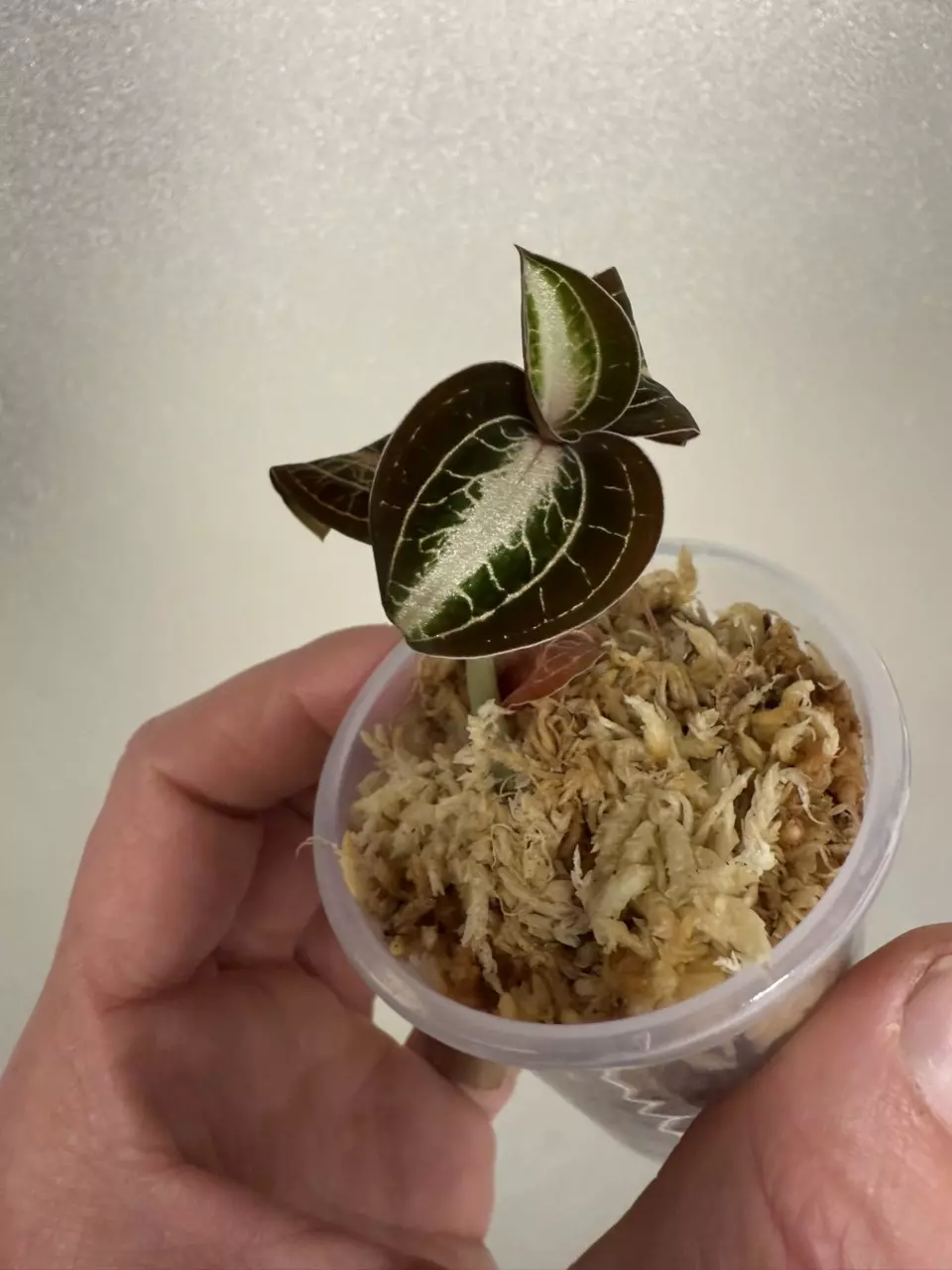 Anoectochilus albolineatus Milky Way thumbnail