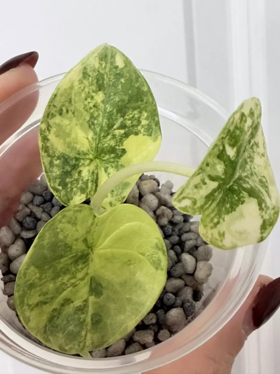 Alocasia Silver Dragon Aurea thumbnail