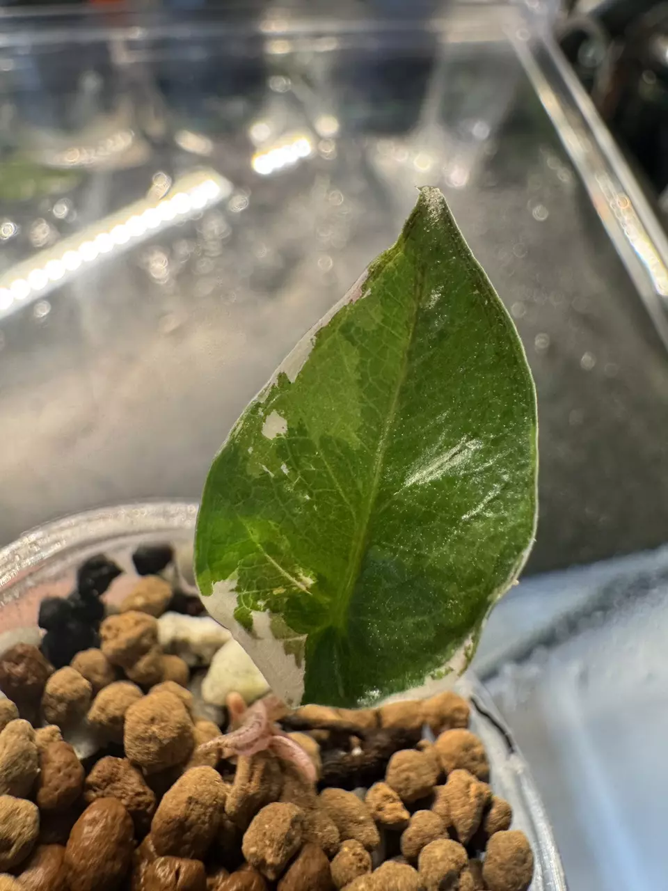 🦄 super rare 🦄 alocasia blue metallic albo thumbnail