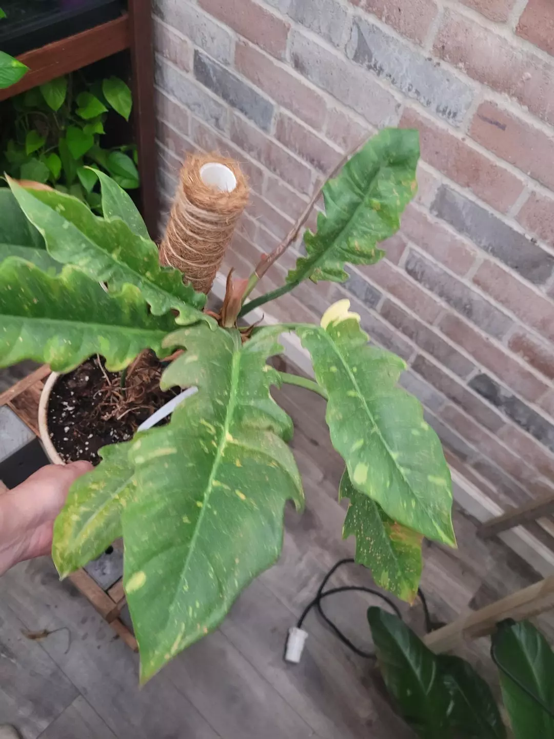 Philodendron ring of fire live healthy plant thumbnail