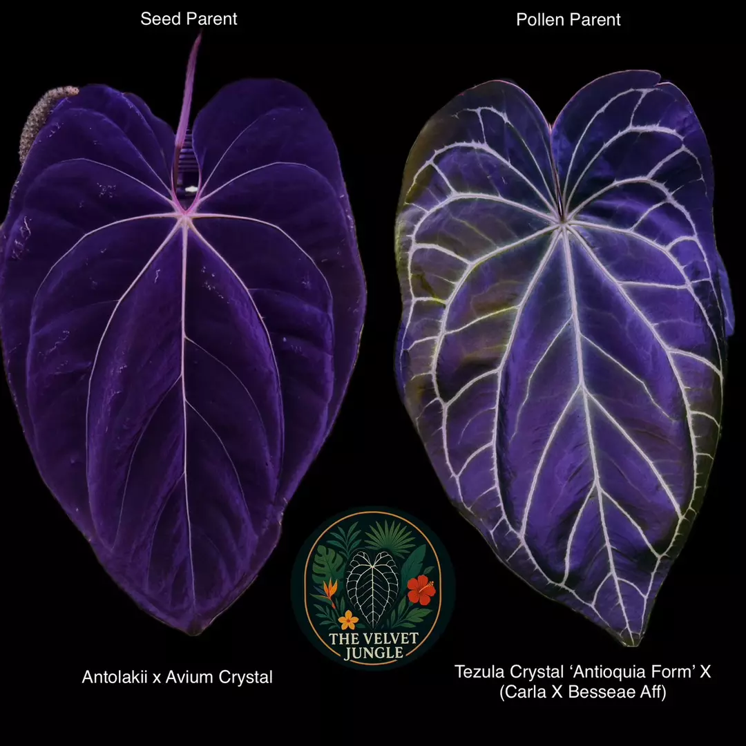 Comm Pot (15 1-2 leaf seedlings) thumbnail