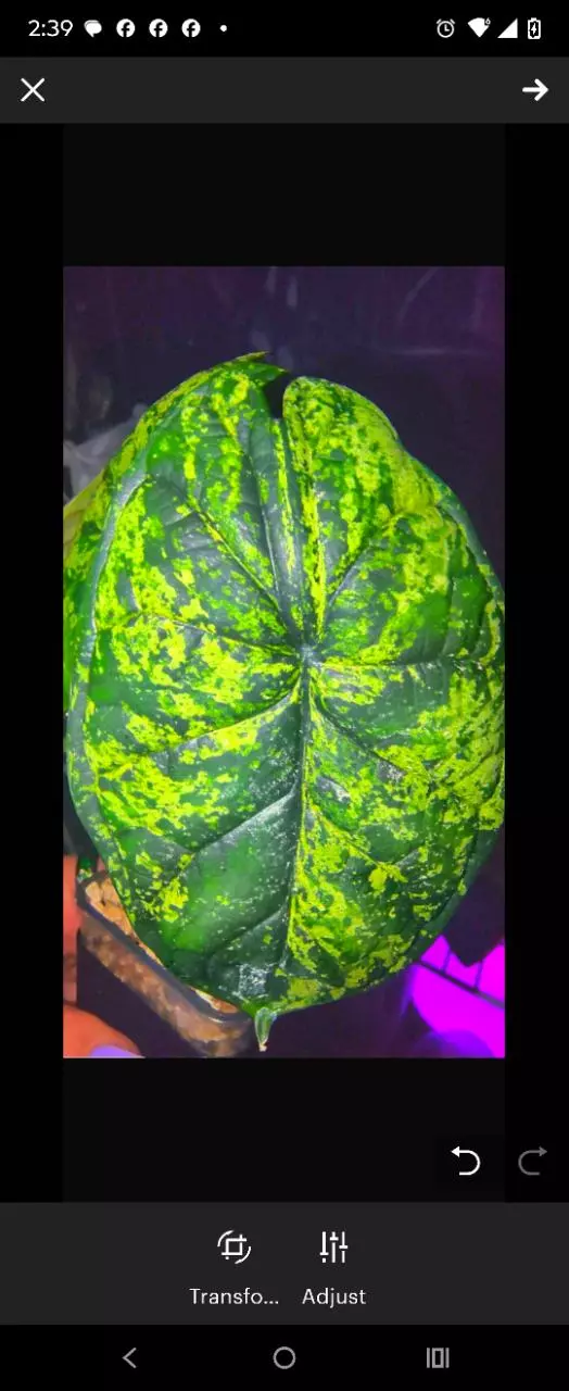 chunky corm only double corm Marble mint tri color dragon scale please read description thumbnail