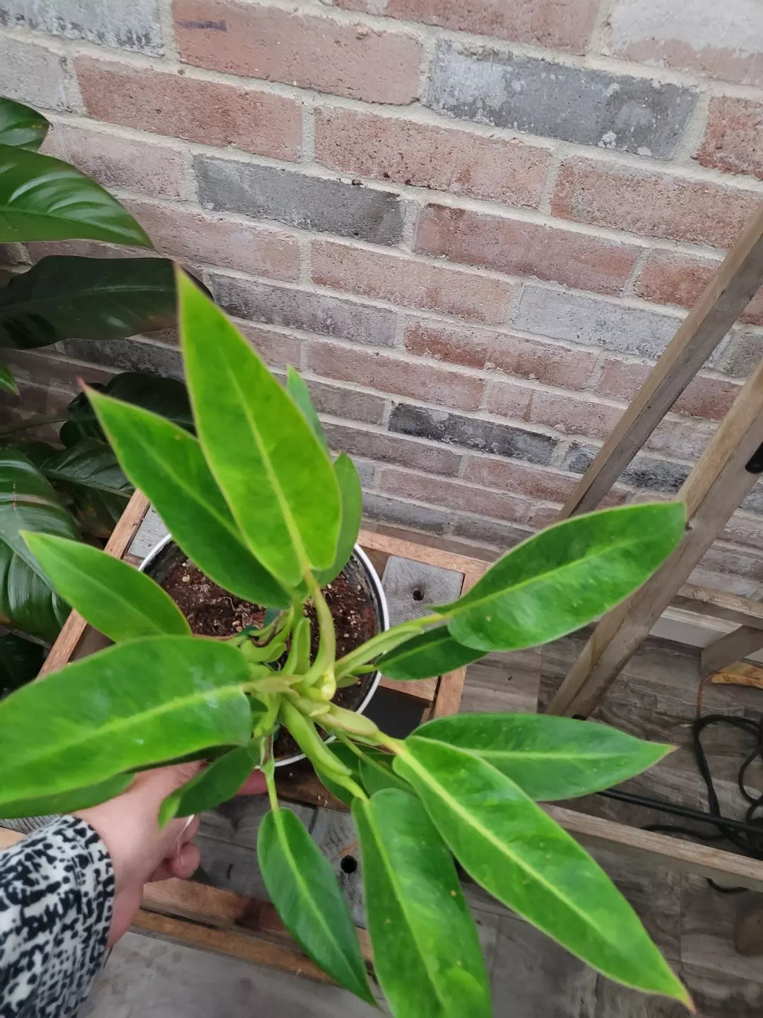 Philodendron orange marmalade hybrid thumbnail