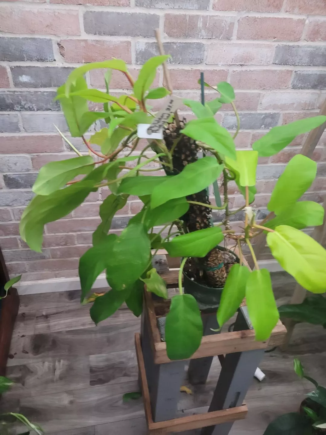 Philodendron painted lady lush healthy plant thumbnail