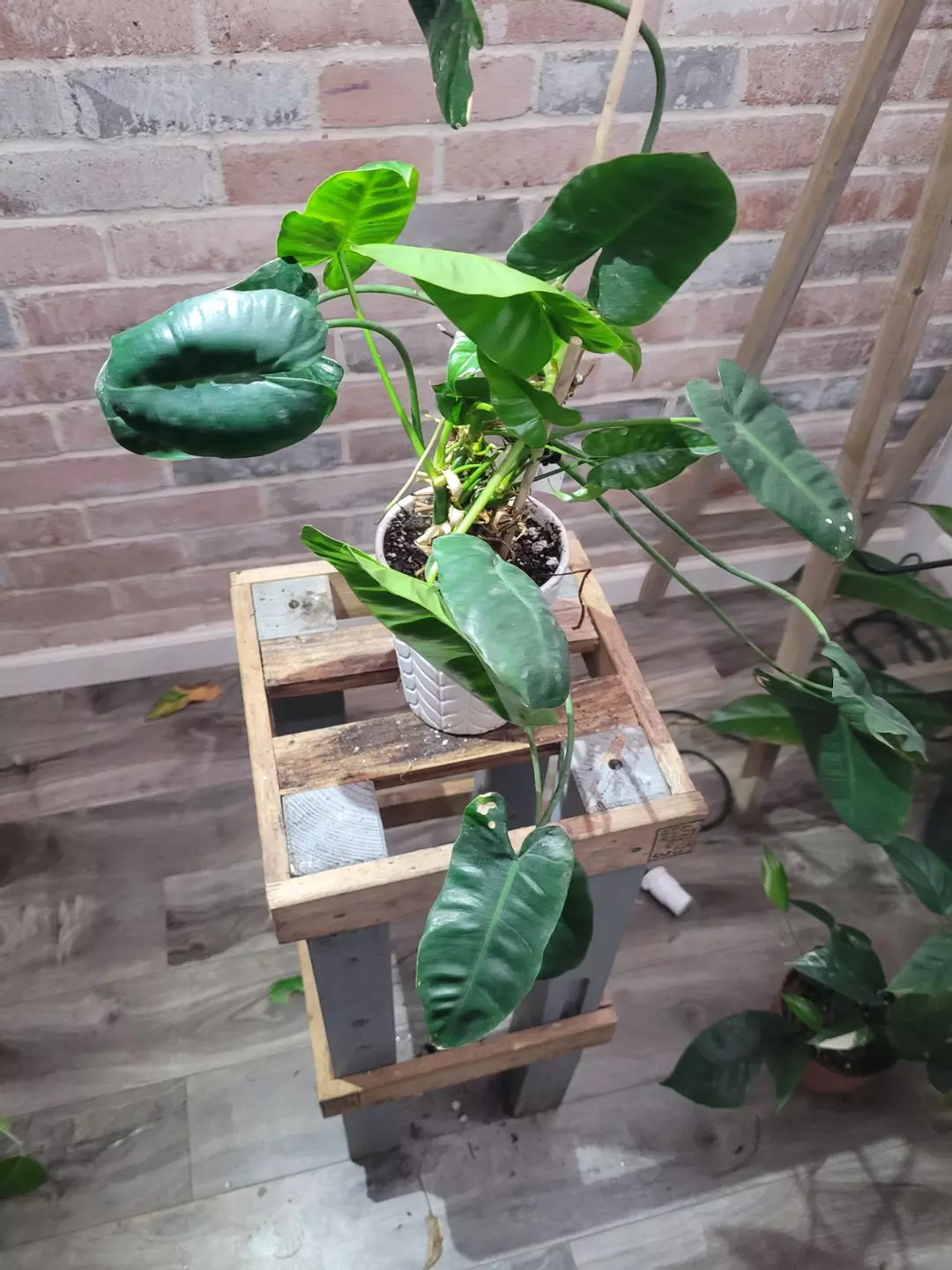 Philodendron burl max 2 lush plants thumbnail