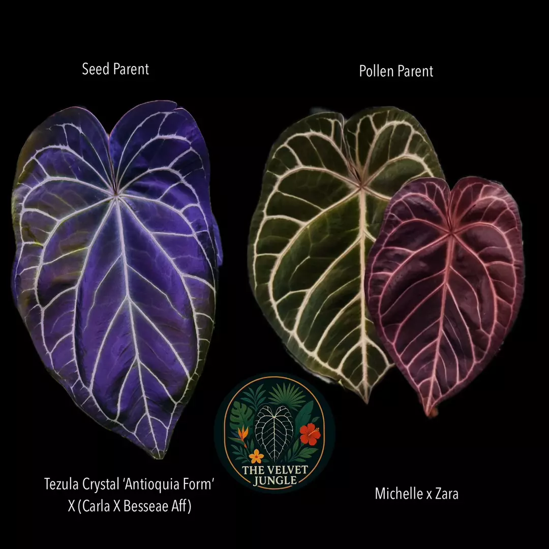 Growers Choice seedling thumbnail