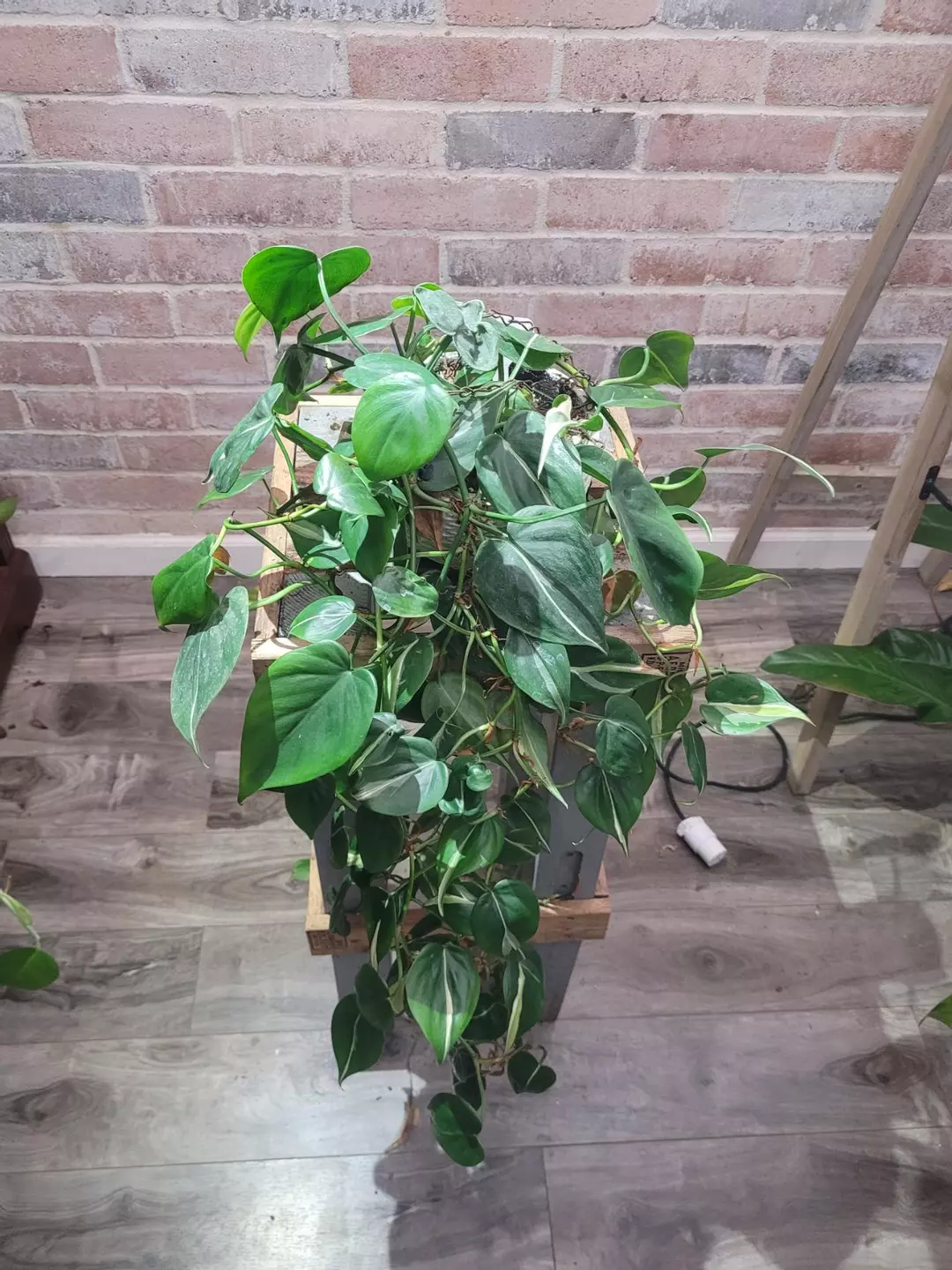 Philodendron brasil healthy hanging baskek thumbnail