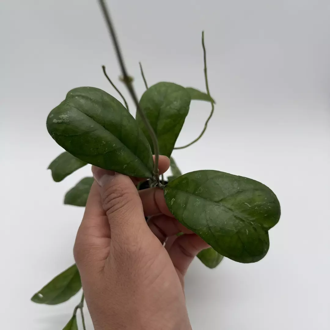 Hoya Deykeae Pet Safe House Plant 4" pot Live Tropical House Plant with Unique L thumbnail