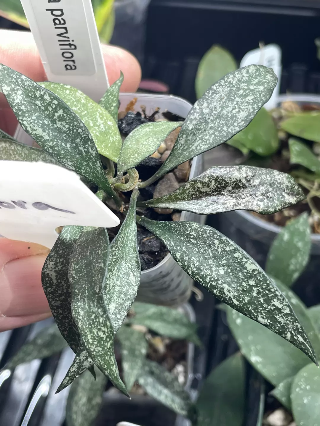 Hoya parviflora thumbnail