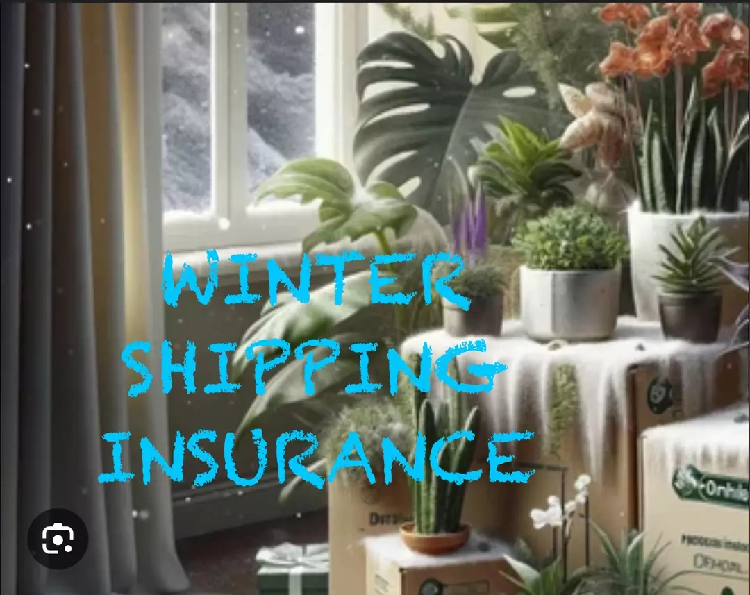 WINTER SHIPPING INSURANCE thumbnail