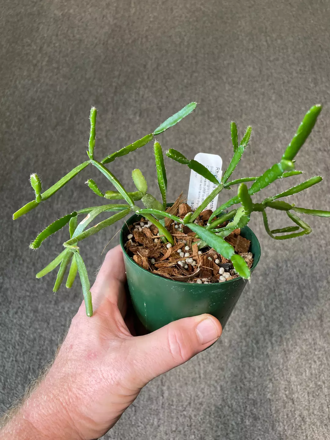 Rhipsalis micrantha f. Kirbergii thumbnail