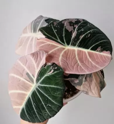 Alocasia Black Velvet Pink Tissue Culture thumbnail