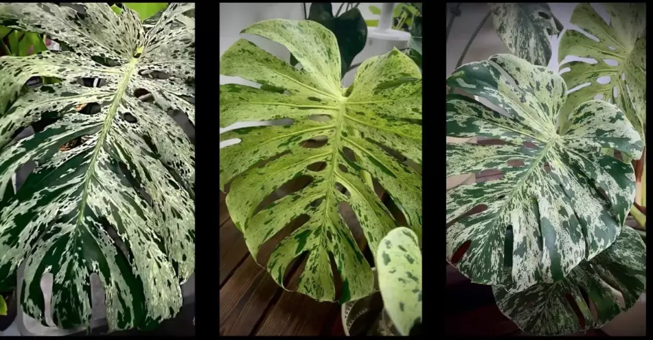 Monstera Bulbasaur Tissue Culture thumbnail