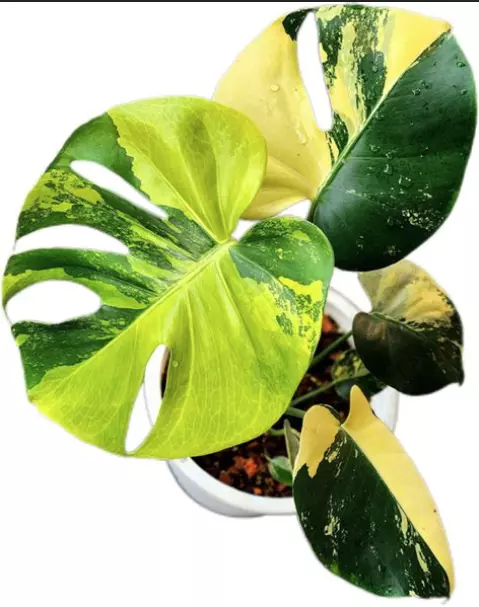 Monstera Pom Pom Tissue Culture thumbnail