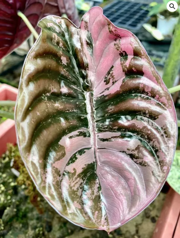 Alocasia Cuprea True Pink (Sectoral or Super  Pink) TC thumbnail