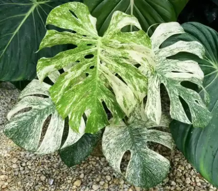 Monstera White Monster Tissue Culture thumbnail