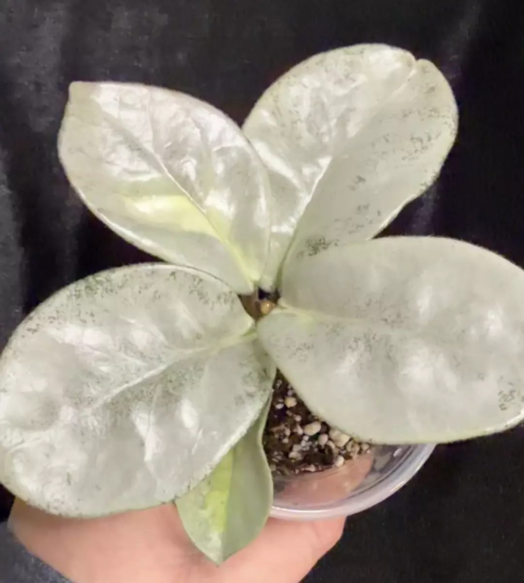 Bundle for my AZ friend! thumbnail