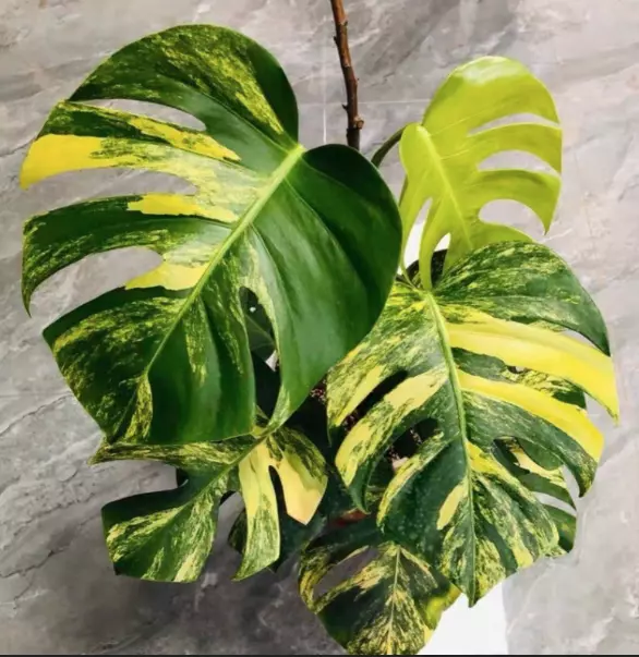 Monstera Aurea Tissue Culture thumbnail