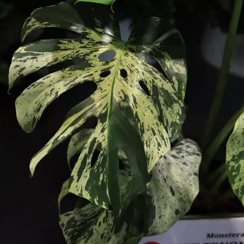 Monstera Vietciosa Tissue Culture thumbnail