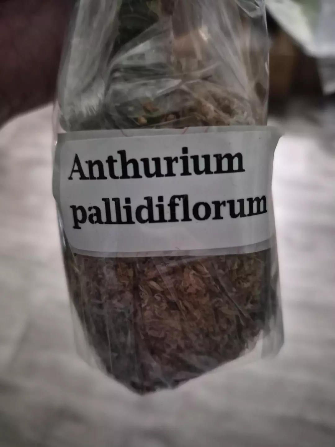 Anthrium bundle thumbnail