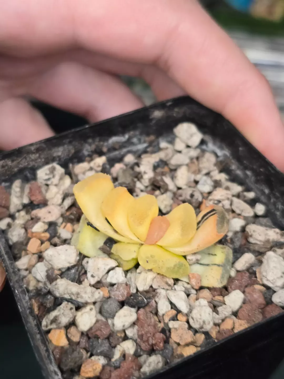 Haworthia Truncata Variegated Small Leaf thumbnail