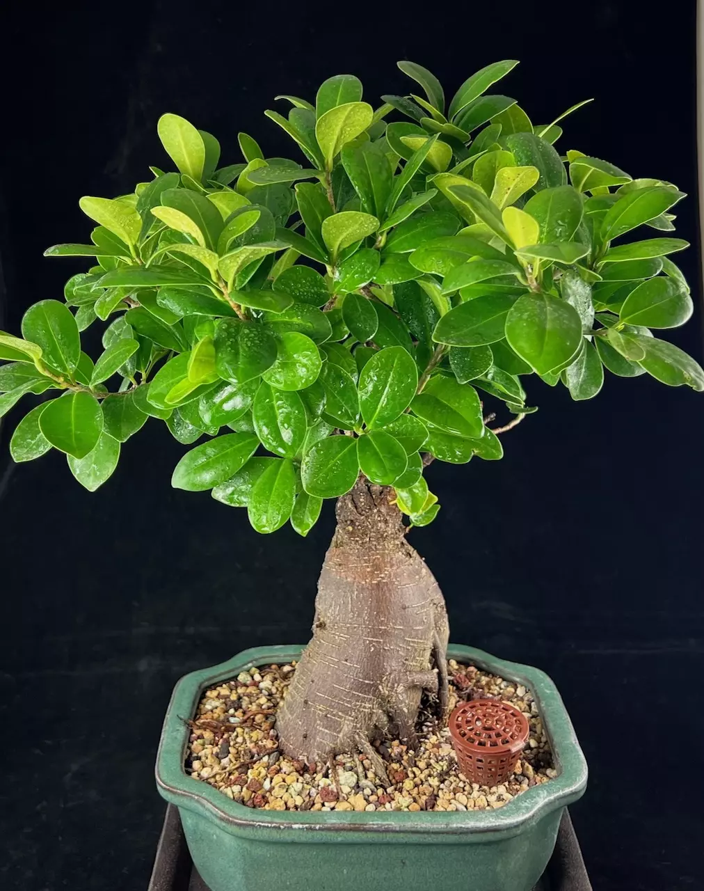 Chinese Ginseng Ficus Kifu Bonsai Tree + Basket with Fertilizer & Humidity Tray - Ficus Microcarpa # 2017 thumbnail