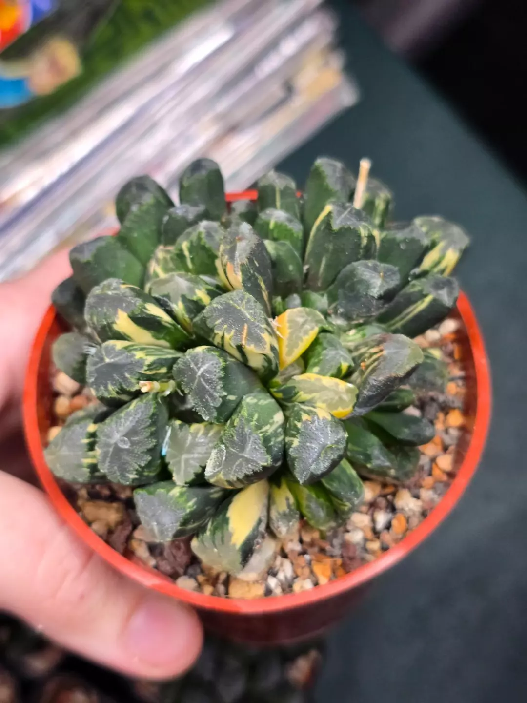 Haworthia Maughanii Variegated Clump thumbnail