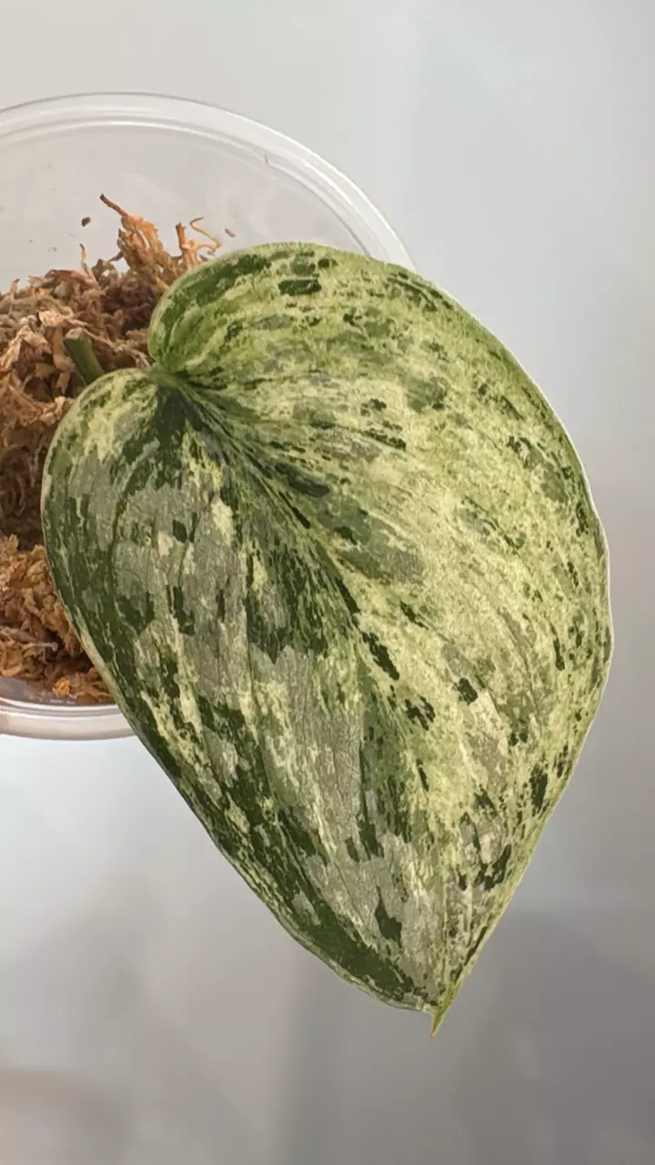 Scindapsus Peasun Mutation thumbnail