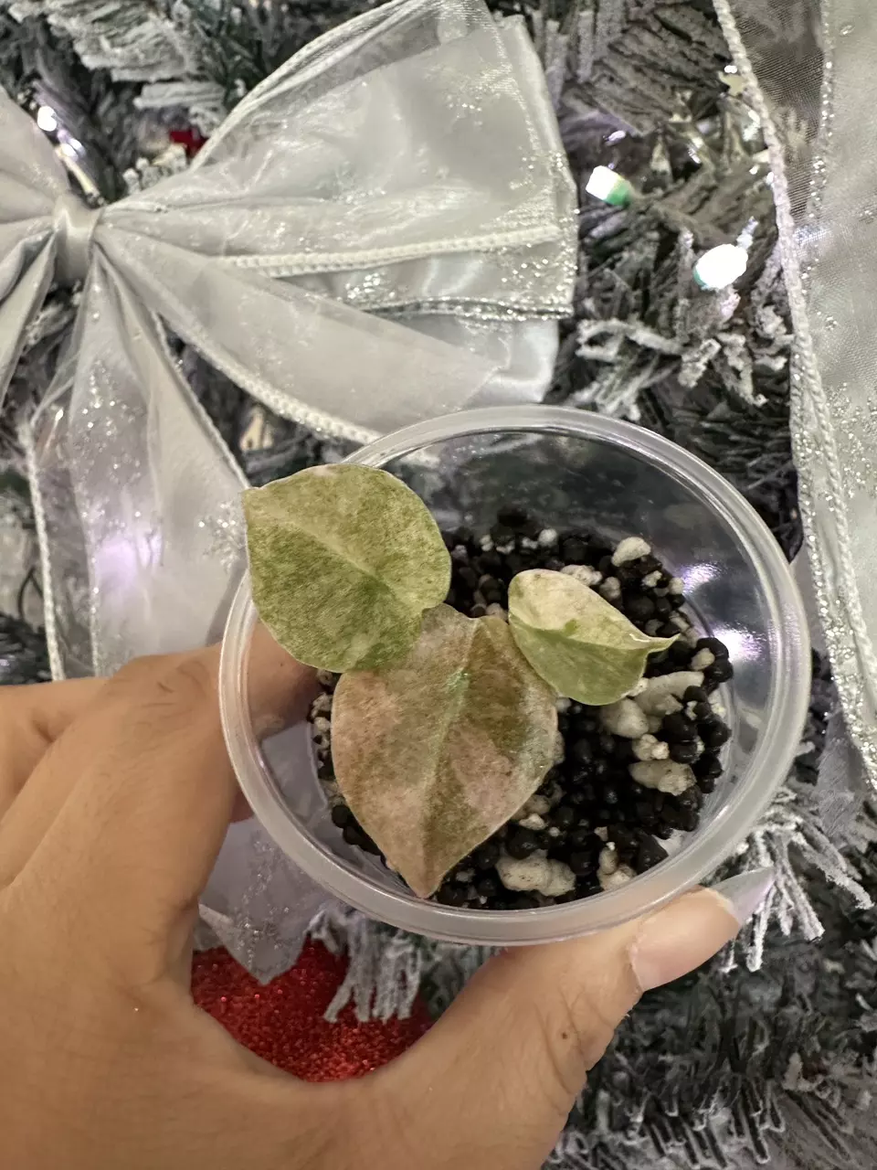 Alocasia Cuprea Pink Mint~~ thumbnail