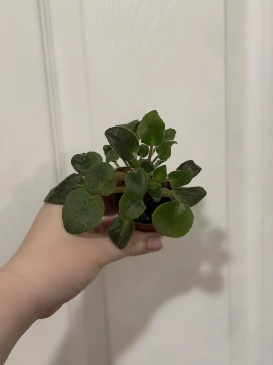 African Violet thumbnail