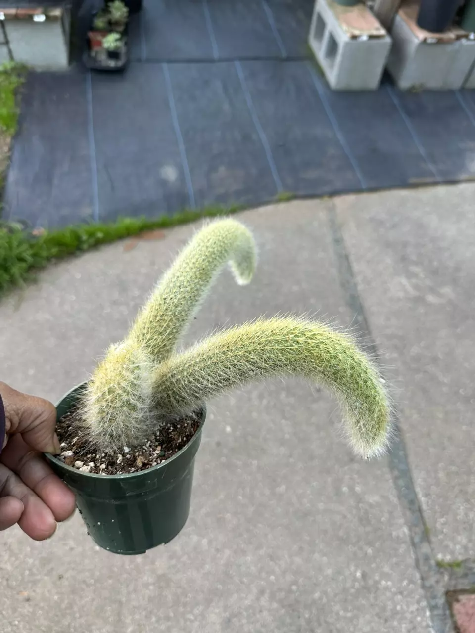 Monkey tail cactus in 4 inch pots thumbnail